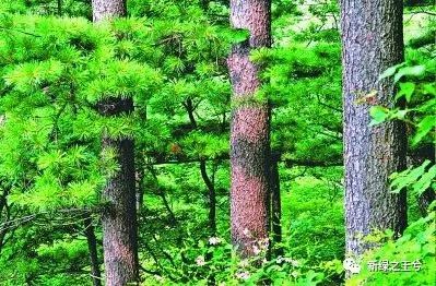 解读新《森林法》，有哪些大的变化？给您带来哪些权益？