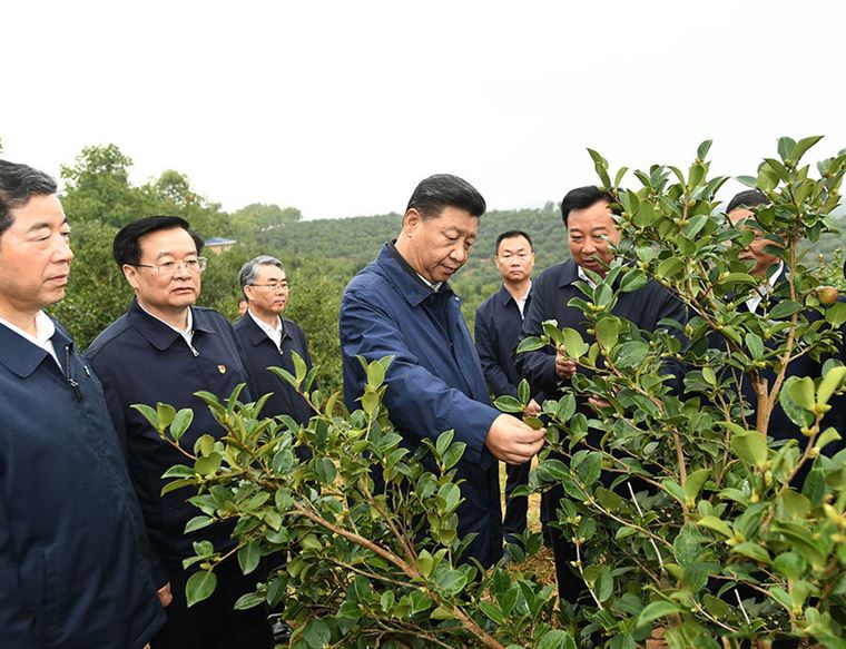 2019，总书记这样关心林草事业