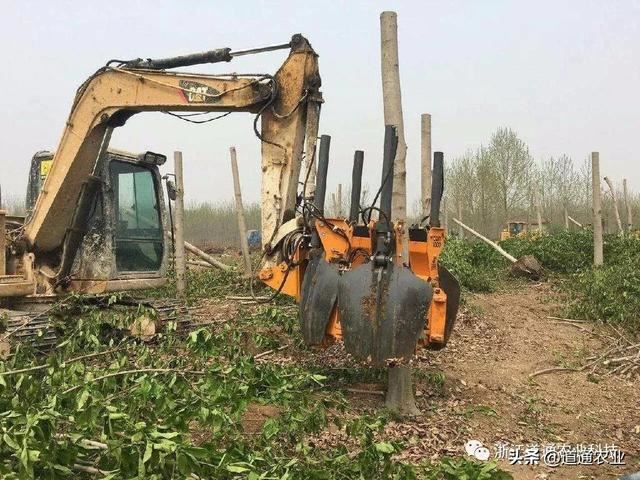 冬季是苗木移栽最佳时机，如何提高成活率？7个方法很管用