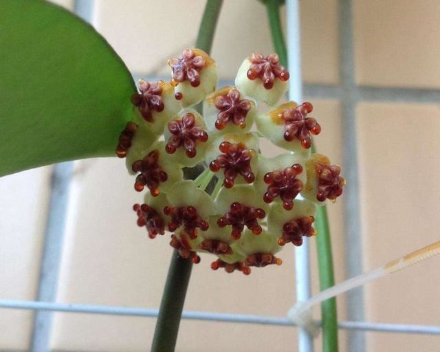 2种养花好土最适合养花，不怕花卉没精神，反而能越长越旺