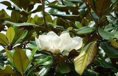 广玉兰移植及养护管理技术