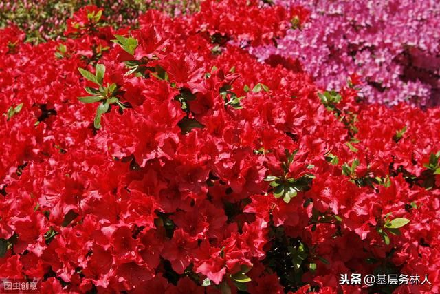 园林绿化专业术语（一）