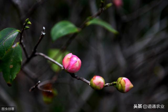 新买回来带花苞的茶花，可以换盆吗？注意“1点”，才能服盆快