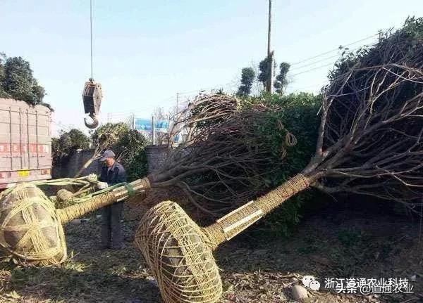 冬季是苗木移栽最佳时机，如何提高成活率？7个方法很管用