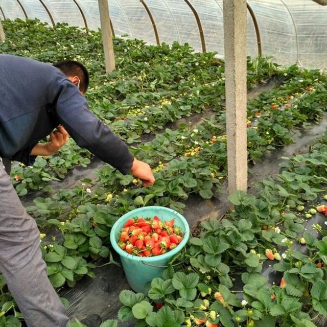 脱毒草莓一代穴盘苗的繁育方法（无土栽培）及栽培管理新技术