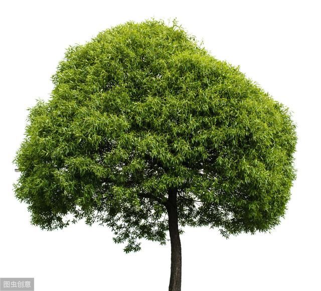 香樟树修剪方法，香樟树的种植技术简介