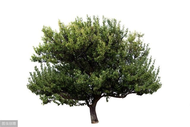香樟树修剪方法，香樟树的种植技术简介
