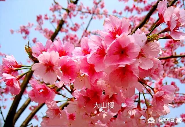 樱花分几种？好种植吗？