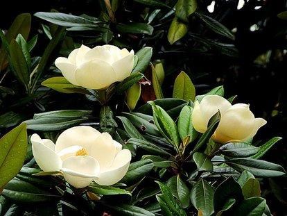 广玉兰移植及养护管理技术
