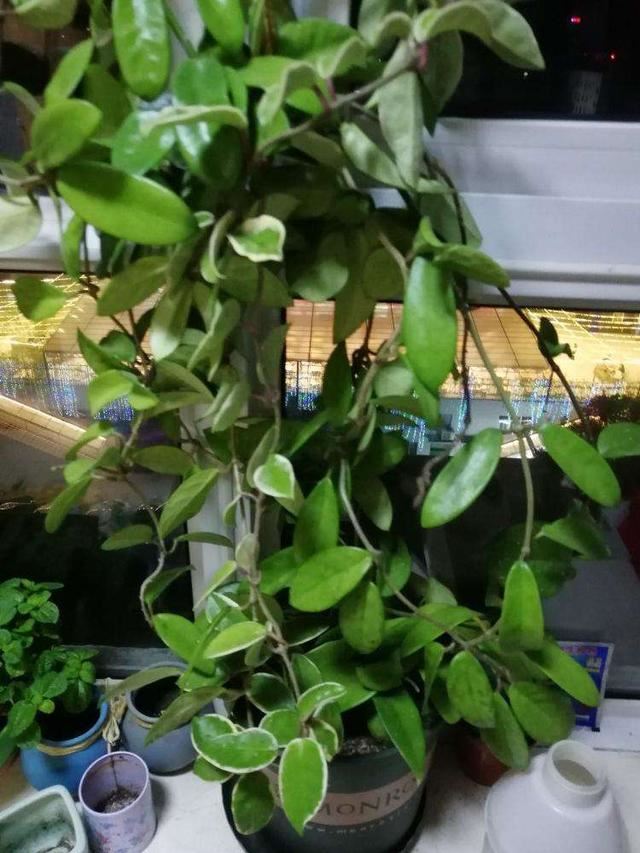 2种养花好土最适合养花，不怕花卉没精神，反而能越长越旺