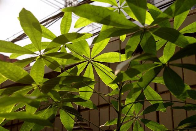 发财树叶子越多，财运越好，冬季修剪别心疼，能长出不少新叶