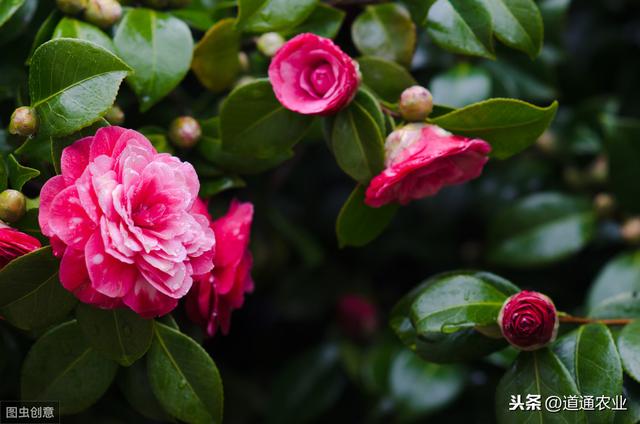 新买回来带花苞的茶花，可以换盆吗？注意“1点”，才能服盆快