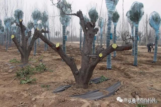 冬季是苗木移栽最佳时机，如何提高成活率？7个方法很管用