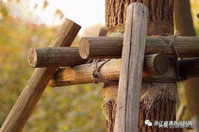 冬季是苗木移栽最佳时机，如何提高成活率？7个方法很管用
