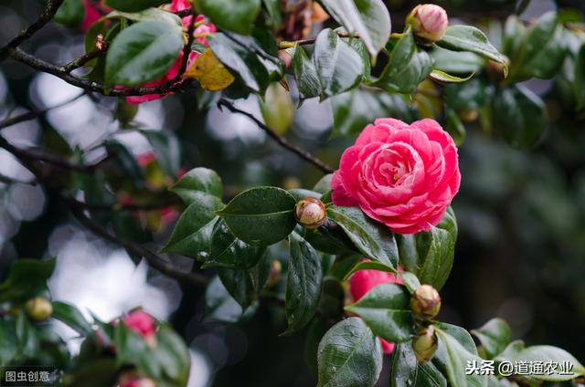 新买回来带花苞的茶花，可以换盆吗？注意“1点”，才能服盆快