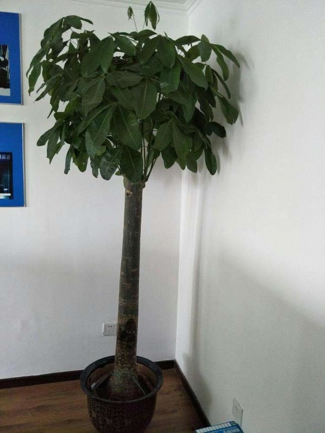 发财树叶子越多，财运越好，冬季修剪别心疼，能长出不少新叶