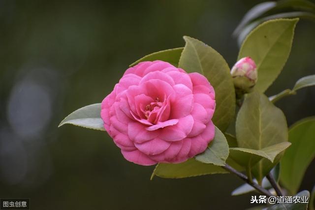 新买回来带花苞的茶花，可以换盆吗？注意“1点”，才能服盆快