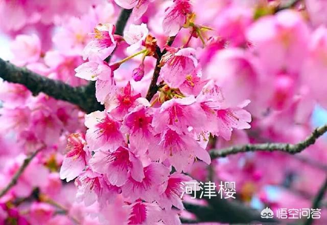樱花分几种？好种植吗？
