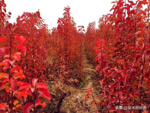 这10个效果极好的观叶树种，你觉得哪一种最有前景？