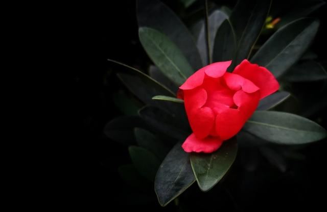 国宝级茶花品种——四季茶花