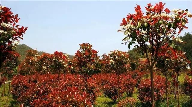 八种有发展前景的北方绿化树种，你一定要知道下