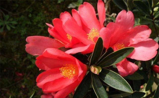 国宝级茶花品种——四季茶花