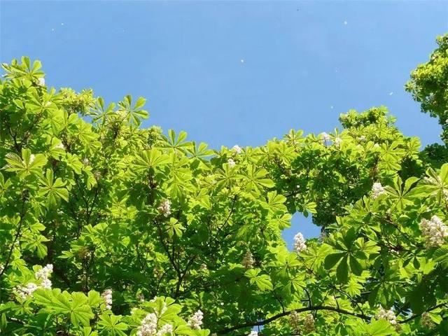 最理想的行道树，你会选择哪种树？