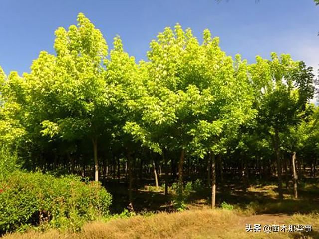 这10个效果极好的观叶树种，你觉得哪一种最有前景？