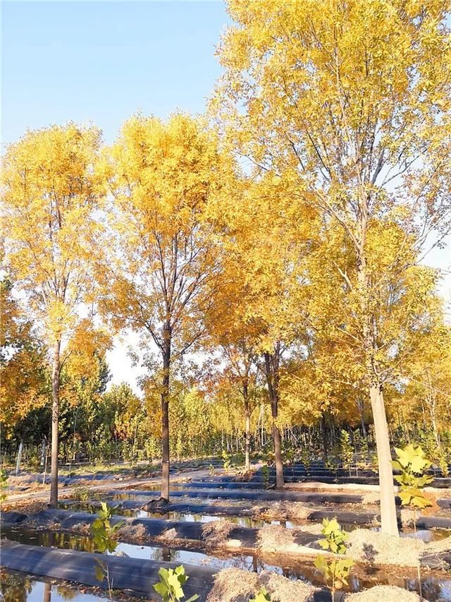 苗木打基础“种、密、土、肥、水”要到位