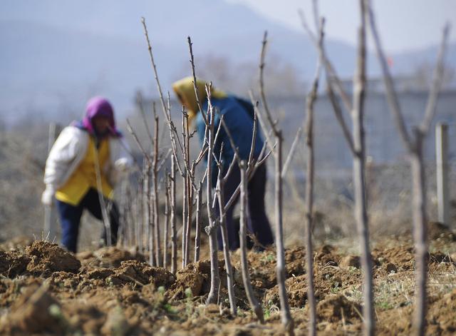 苗木打基础“种、密、土、肥、水”要到位