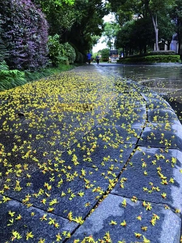 这树会下“黄金雨”，曾遭到质疑，现在3500元一棵，绿化上抢着要