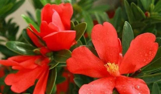 国宝级茶花品种——四季茶花