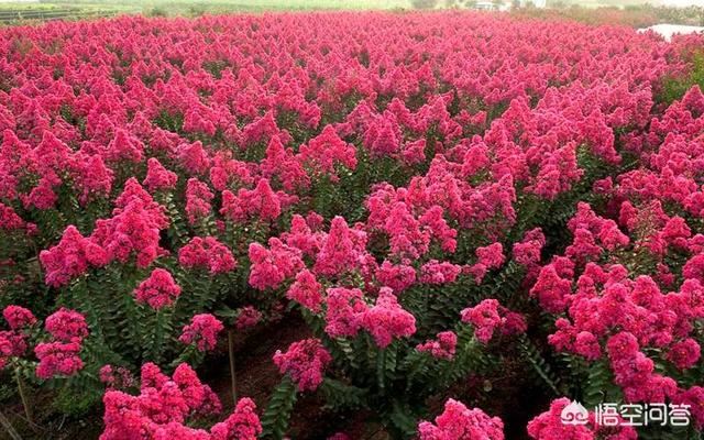 种植紫薇树的株距行距是多少米？
