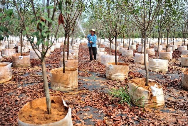 苗木打基础“种、密、土、肥、水”要到位