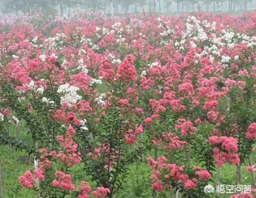 种植紫薇树的株距行距是多少米？
