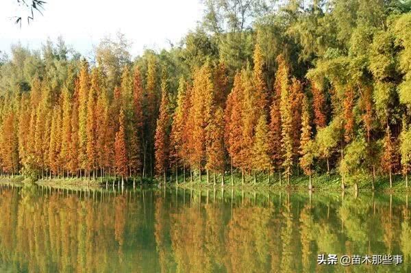 这10个效果极好的观叶树种，你觉得哪一种最有前景？