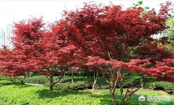 种植红枫用什么土比较好？