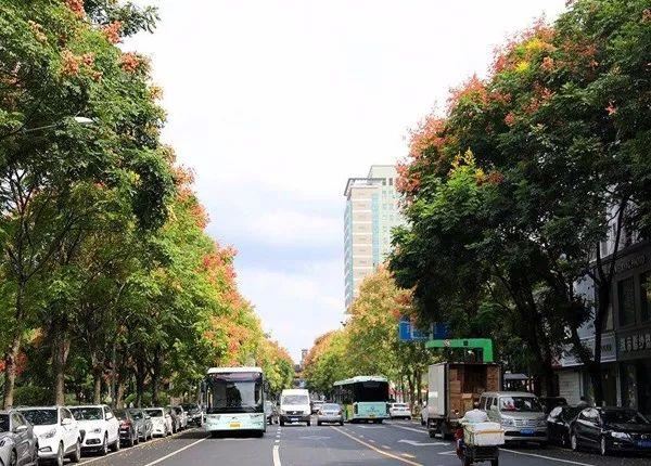 这树会下“黄金雨”，曾遭到质疑，现在3500元一棵，绿化上抢着要