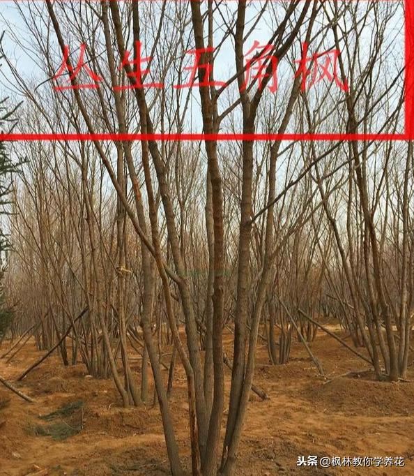 园林花木品种，五角枫的发展现状和未来前景展望