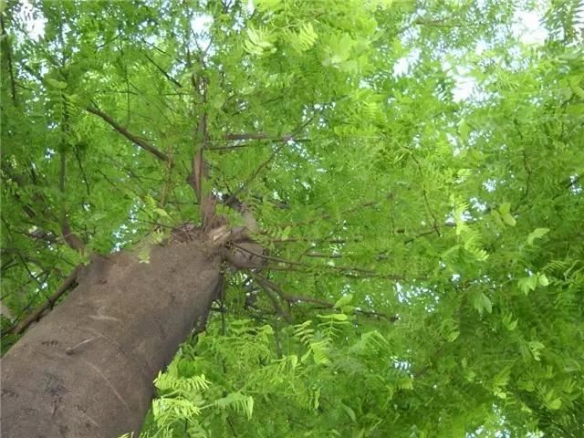 八种有发展前景的北方绿化树种，你一定要知道下