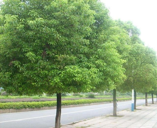 最理想的行道树，你会选择哪种树？