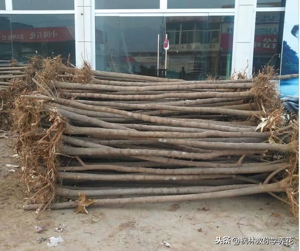 园林花木品种，五角枫的发展现状和未来前景展望