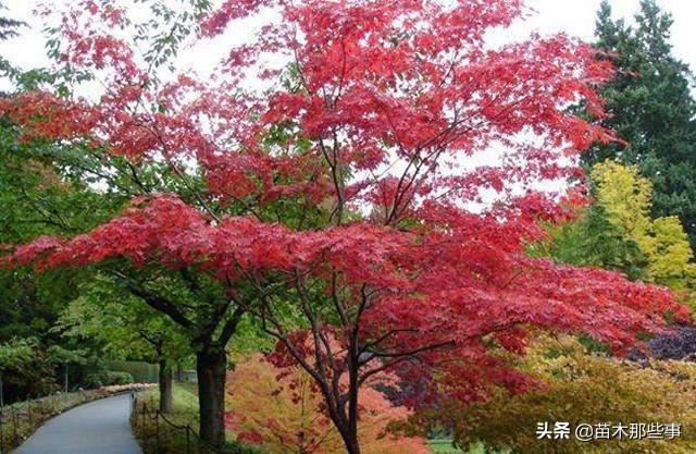 这10个效果极好的观叶树种，你觉得哪一种最有前景？