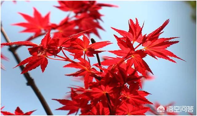 种植红枫用什么土比较好？