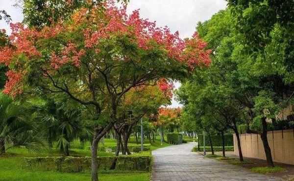 这树会下“黄金雨”，曾遭到质疑，现在3500元一棵，绿化上抢着要