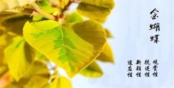 优秀的城市绿化树种——金蝴蝶构树