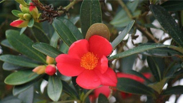 国宝级茶花品种——四季茶花