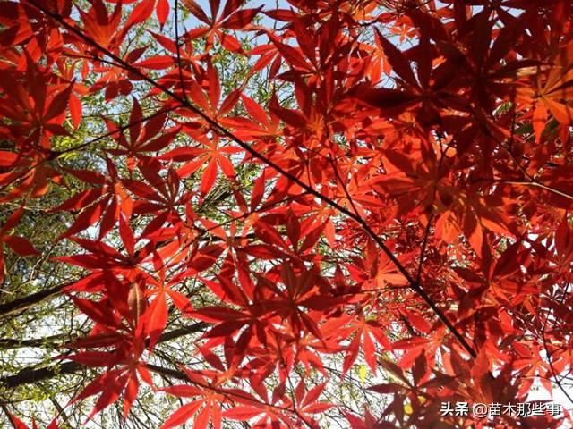 这10个效果极好的观叶树种，你觉得哪一种最有前景？