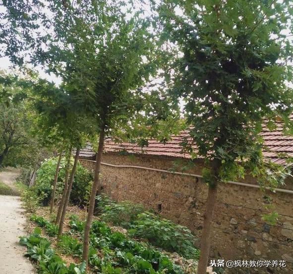 园林花木品种，五角枫的发展现状和未来前景展望