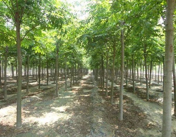 这树会下“黄金雨”，曾遭到质疑，现在3500元一棵，绿化上抢着要